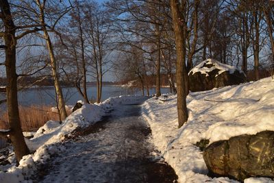 Trees on snow covered landscape