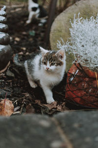 Portrait of kitten on carpet