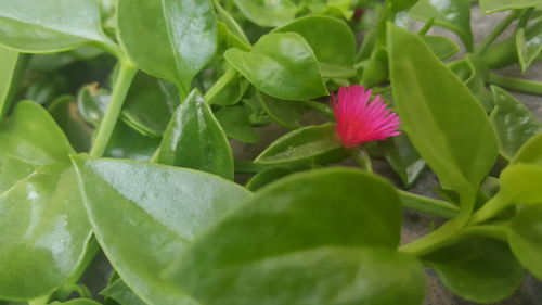 Close-up of flower