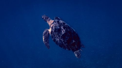 Turtle swimming in sea