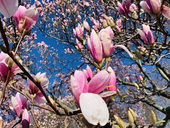 Close-up of pink flowers on magnolia tree 
