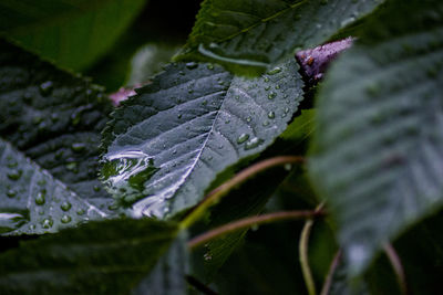 Close-up of raindrops on leaves