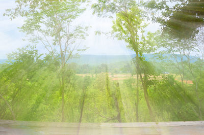 Scenic view of forest against sky