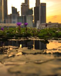 Flowering plants by buildings against sky during sunset