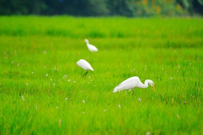 White birds on grassy field