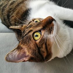 Close-up portrait of cat sitting on floor