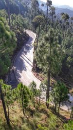 High angle view of road amidst trees in forest