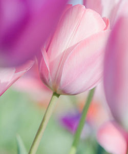 Close-up of pink flowers