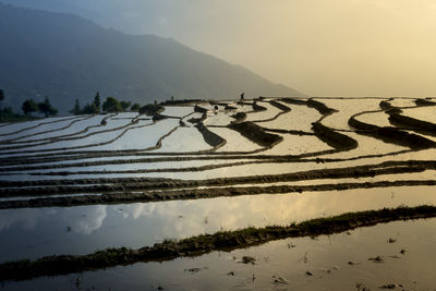 Rice paddy against sky during sunset