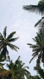 Low angle view of palm trees against sky