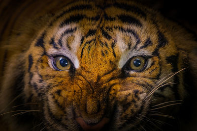 Close-up portrait of a cat