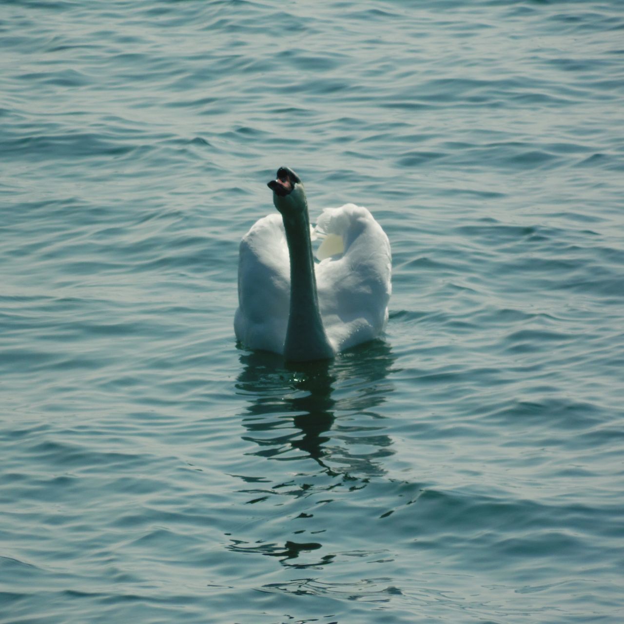 bird, water, animal themes, animals in the wild, wildlife, swimming, one animal, waterfront, lake, rippled, swan, nature, reflection, water bird, duck, full length, outdoors, side view, day, two animals