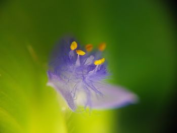 Close-up of insect on flower