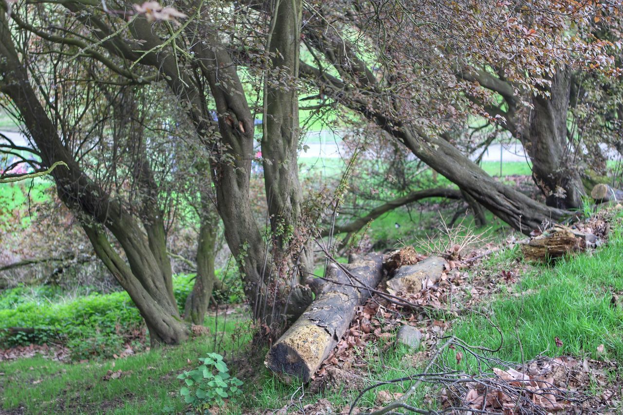 TREES GROWING IN FOREST