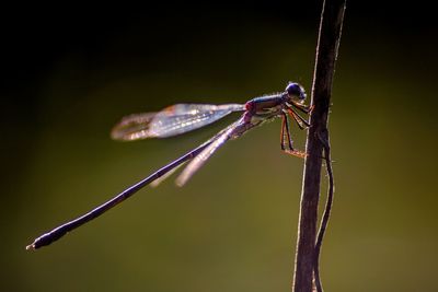 Close-up of dragonfly on twig