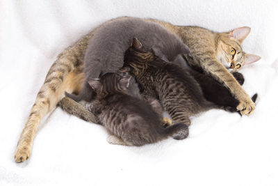 High angle view of cat sleeping on floor with kitty