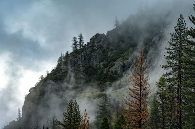 Low angle view of trees in forest against sky