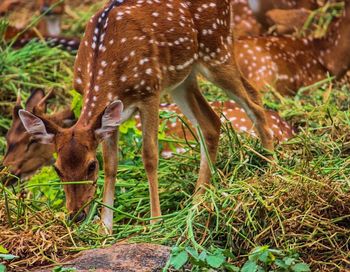 Deer standing in a field