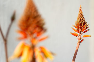 Close-up of orange flowering plant