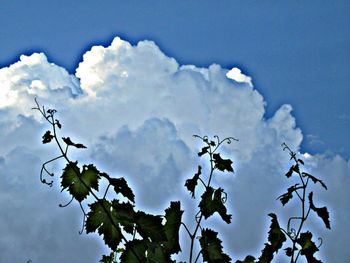 Low angle view of flowering plant against sky