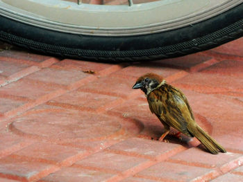 Close-up of bird perching