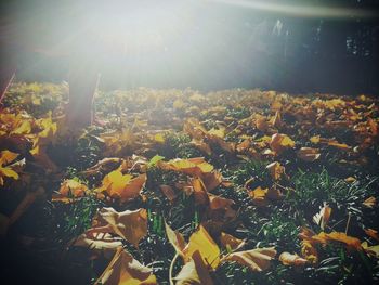 Sun shining through plants