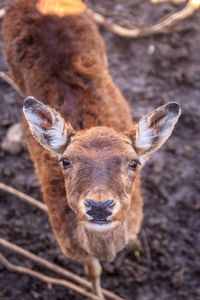 Close-up portrait of deer on land