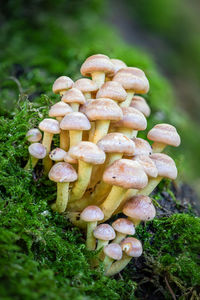 Close-up of mushrooms growing on field