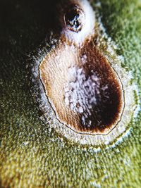 Macro shot of insect