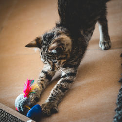 High angle view of a cat at home