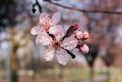 Close-up of pink cherry blossom