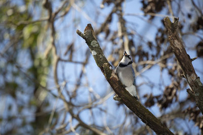 Low angle view of bird perching on branch