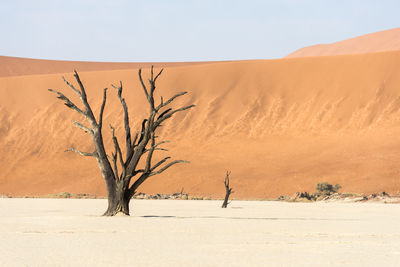 Bare tree in desert against sky
