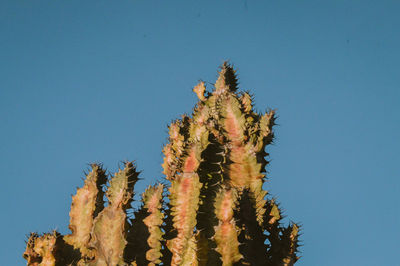 Low angle view of cactus against clear blue sky