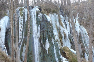 Panoramic shot of frozen trees in forest