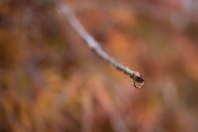 Close-up of wet twig