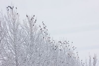 Low angle view of birds perching on bare trees during winter