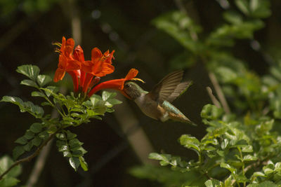 Close-up of bird flying by flowers
