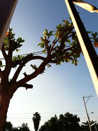Low angle view of trees against clear sky