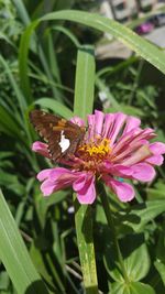 Close-up of butterfly pollinating on purple flower