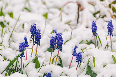 Field blue flower under snow in early spring