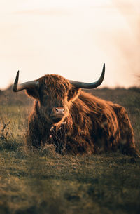 View of a cow on field