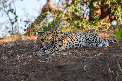 View of a cat on land