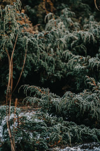 Close-up of pine tree in forest