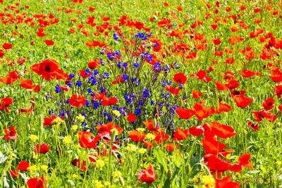 Red poppies in field