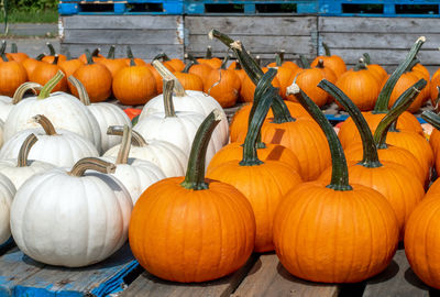  pumpkins are spread out at this farm market, for kids to choose their halloween jack o lantern