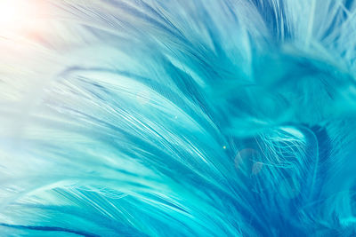 Full frame shot of feather