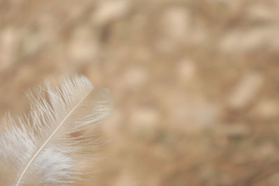 Close-up of feather on plant