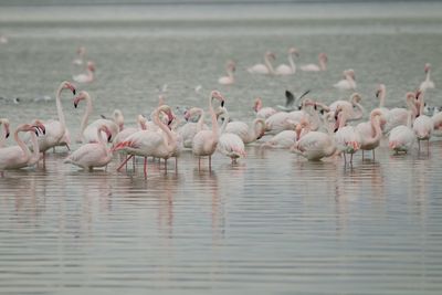 Flamingo birds in salt lake