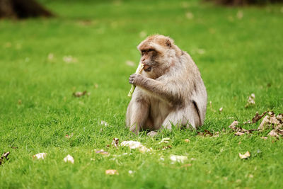 Close-up of monkey on grassy field